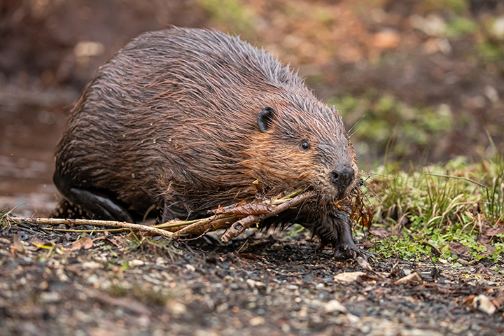 beaver busily carries stick