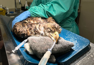tranquilized eagle lies on operating table