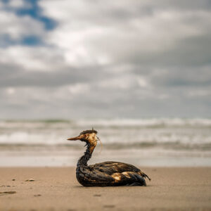 seabird covered in oil sits on a sandy beach