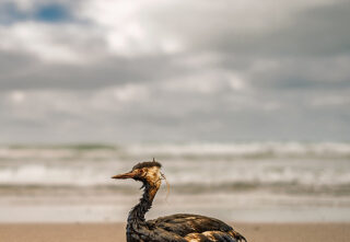 seabird covered in oil sits on a sandy beach