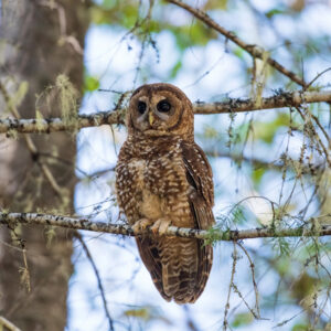 Bird owl in tree