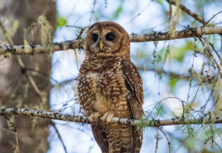 Bird owl in tree