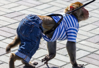 A monkey on a leash wearing a striped shirt and denim pants.