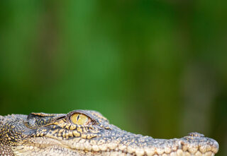 small alligator looks outwards in front of blurred swamp background