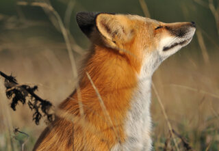 fox lifts head into breeze while sitting in a field