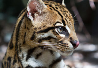 Close-up of an ocelot’s face with spotted fur.