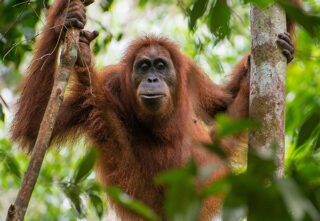 orangutan hangs suspended between two trees
