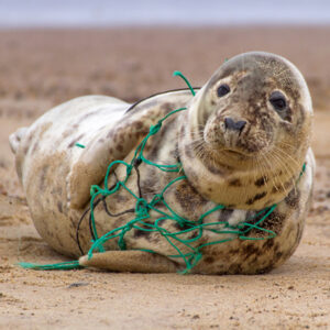 A seal on a beach trapped in discarded green netting.