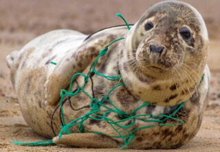 A seal on a beach trapped in discarded green netting.