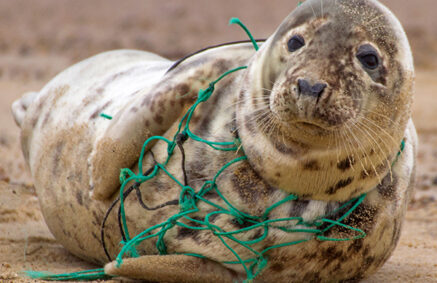 A seal on a beach trapped in discarded green netting.