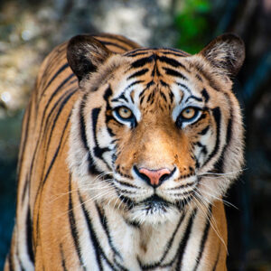 bengal tiger stares forward
