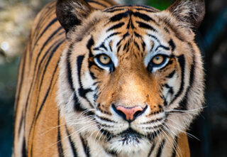 bengal tiger stares forward