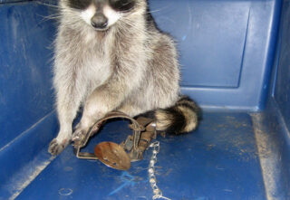 Raccoon sitting in a blue container with paw caught in a metal trap.