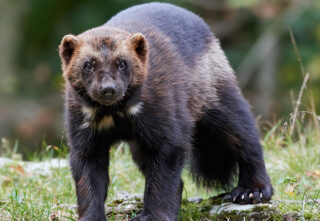Wolverine standing on a rock in a forested area.
