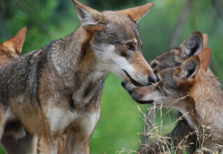 family of red wolves stick by each other in tall grass