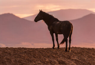 wild horse in a desert landscape against sunset or sunrise