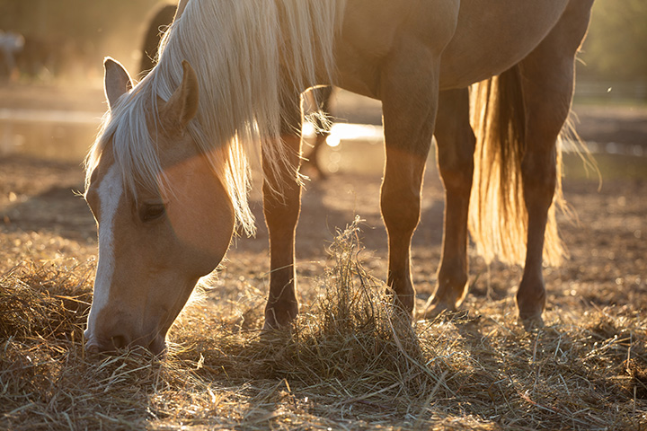 palomino munching on hay forage