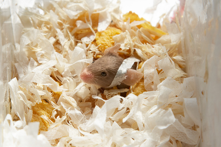 tiny lab mouse curled up in wood shavings bedding
