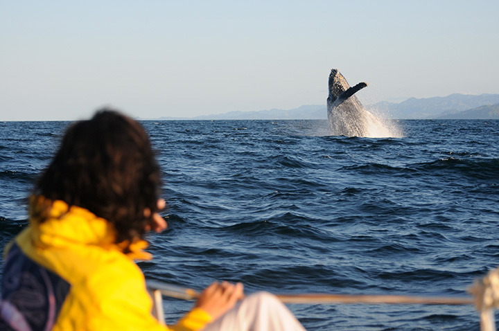whale breaches in the distance