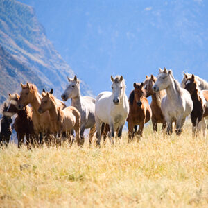 A herd of wild horses on grassland with mountains in the background.