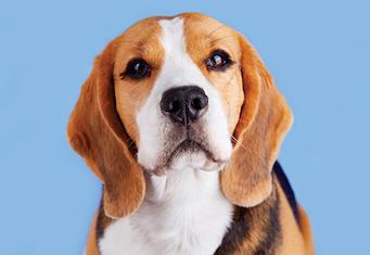 a portrait of a beagle dog against a soft blue background