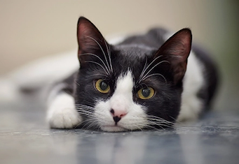 black and white cat gazes into camera