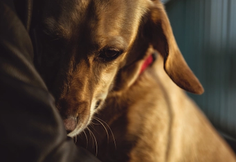 dog held close in arms