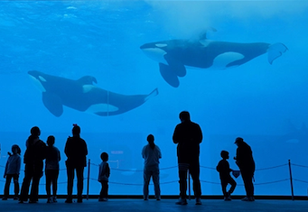 two captive orcas in china aquarium
