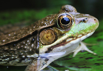 Frog on lily pad