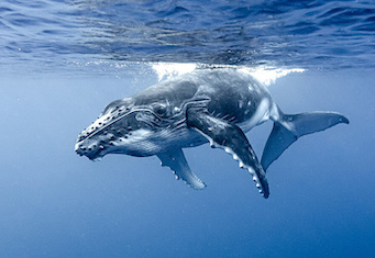 a whale swims near the ocean's surface