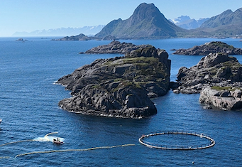 drone footage from a ocean site in Norway where researchers from the United States and Norway attempted to measure the whales’ brain waves to determine their reaction to naval sonar and noise