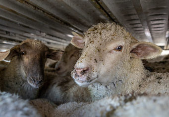 Lambs stand in extremely crowded conditions on the second level of a four-level transport trailer.