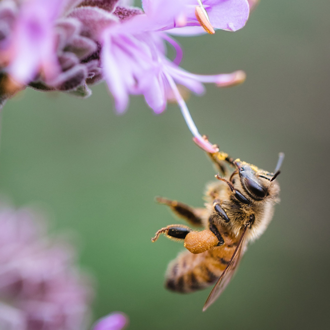 honeybee pollinating purple flower