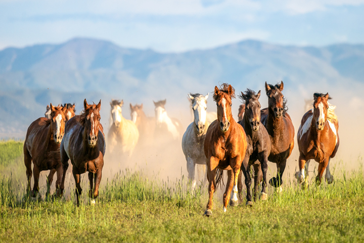 Herd of wild horses galloping toward camera