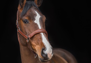 Portrait of a brown and white horse wearing a halter.