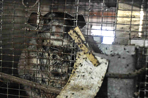 A chinchilla peers out from a filthy cage.