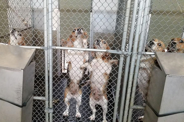 Several beagles clamor for attention in an austere kennel setting.