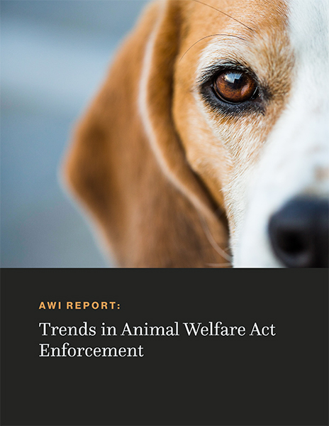 Cover art of "Trends in Animal Welfare Enforcement."