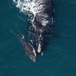 A North Atlantic right whale mother swims in the blue ocean with a newborn calf by her side.