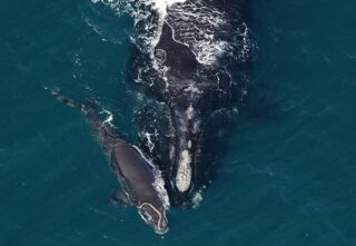 A North Atlantic right whale mother swims in the blue ocean with a newborn calf by her side.