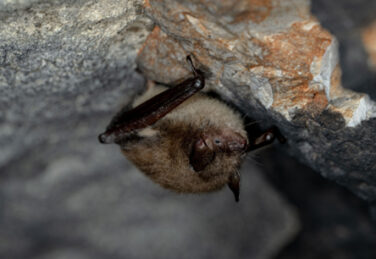 A bat hangs from a rock.