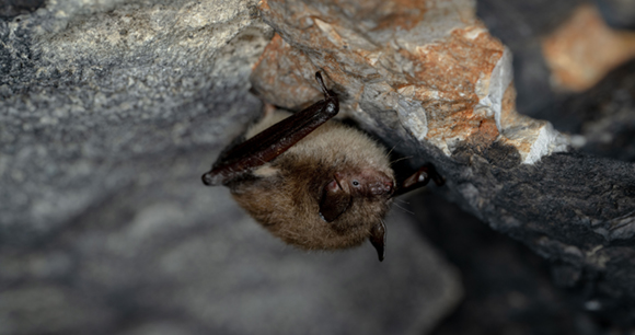 A bat hangs from a rock.