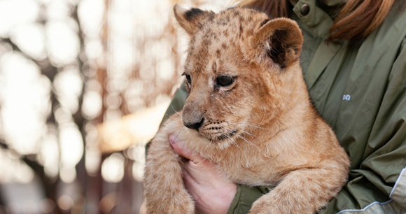 A woman holds a lion cub against her chest.