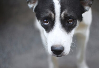 A black and white dog peers up at the camera