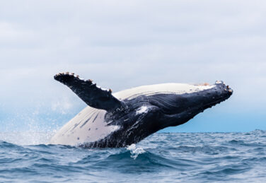 A humpback whale breaching out of the ocean.