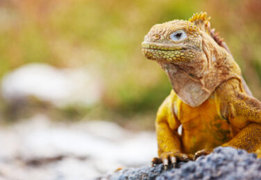 iguana on rock