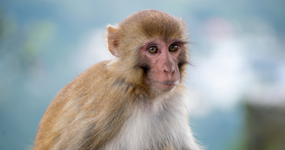 a close up of a macaque