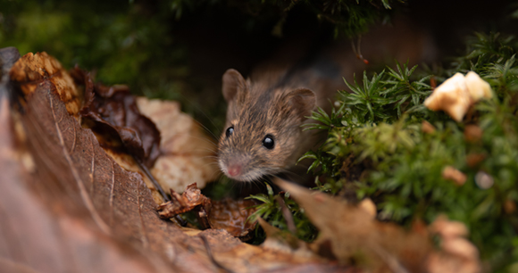 A brown wood mouse peeks out from a sheltered spot in a forest.