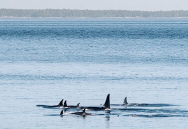 A pod of orcas swim in the ocean.