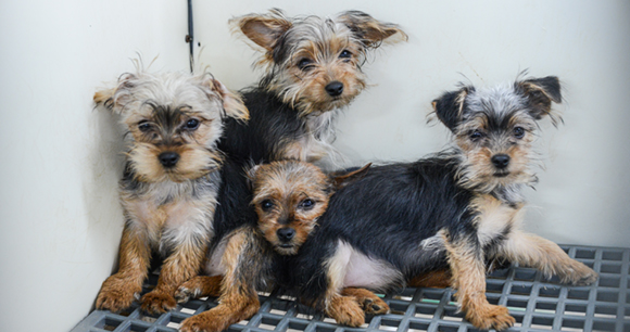 Four puppies huddled together in a cage at a puppy mill.